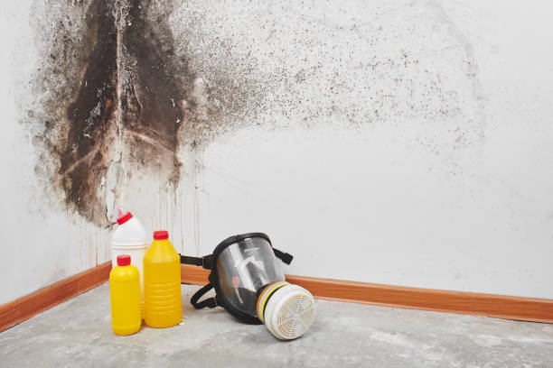Best Best Mold Removal Companies  in Oak Hill, FL