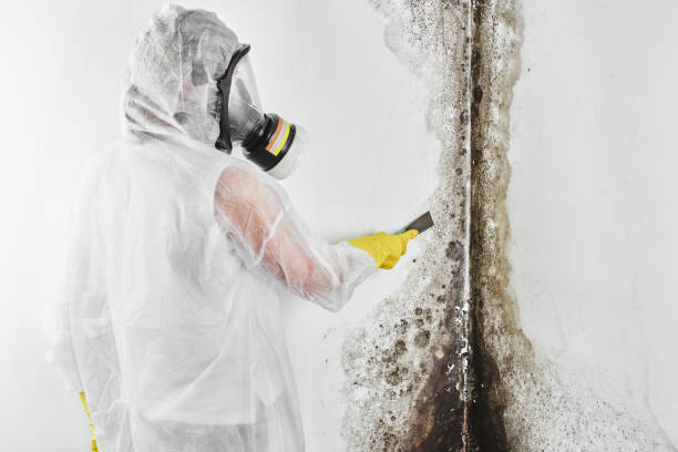 Crawl Space Mold Removal in Oak Hill, FL