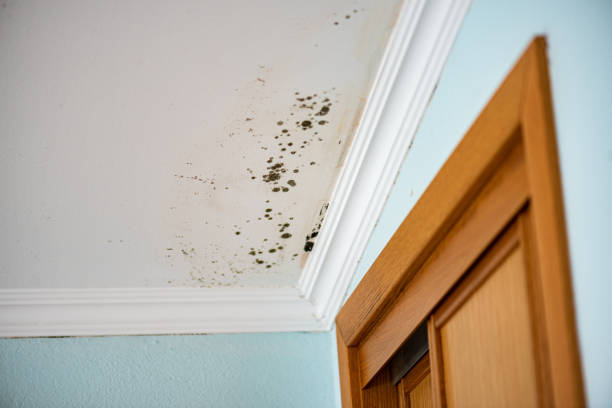 Best Mold Testing  in Oak Hill, FL