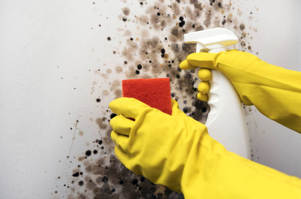 Best Fast Mold Removal  in Oak Hill, FL