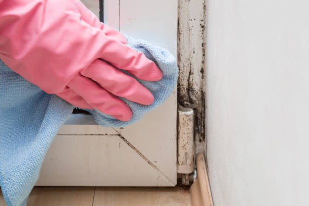 Best Mold Cleaning Services  in Oak Hill, FL