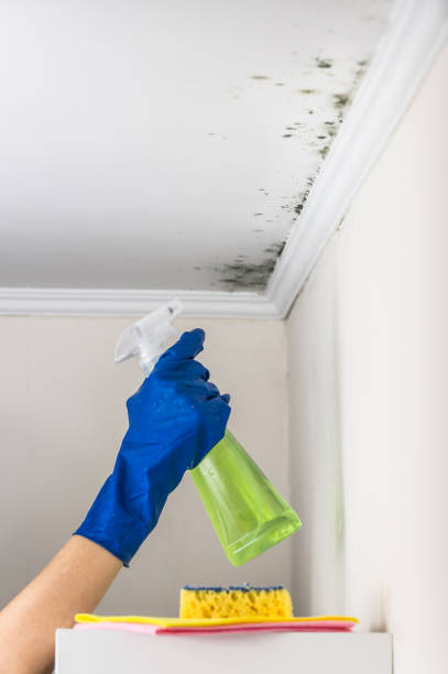 Best Home Mold Removal  in Oak Hill, FL