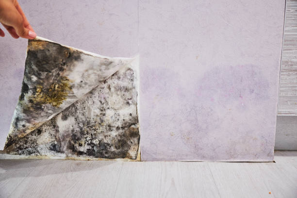 Best Toxic Mold Removal  in Oak Hill, FL